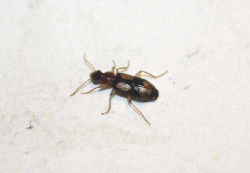 Réf. 195 878 : Dromius quadrimaculatus